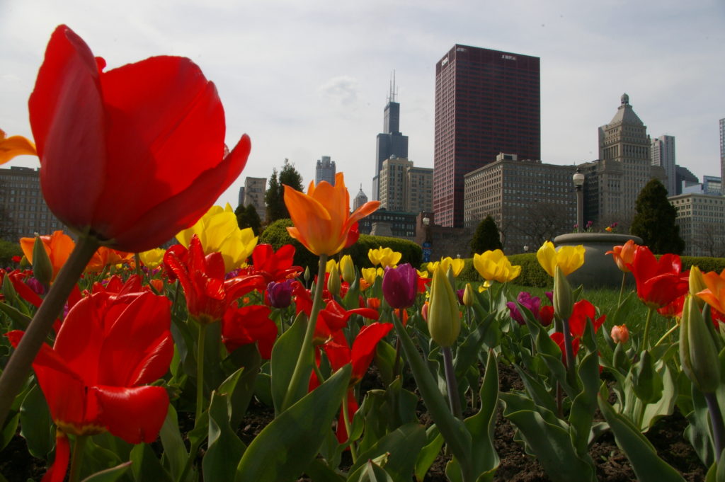 Red,orange, and yellow tulips in bloom lie in the foreground. The Chicago skyline soars behind them featuring notable buildings such as the Sears Tower.
