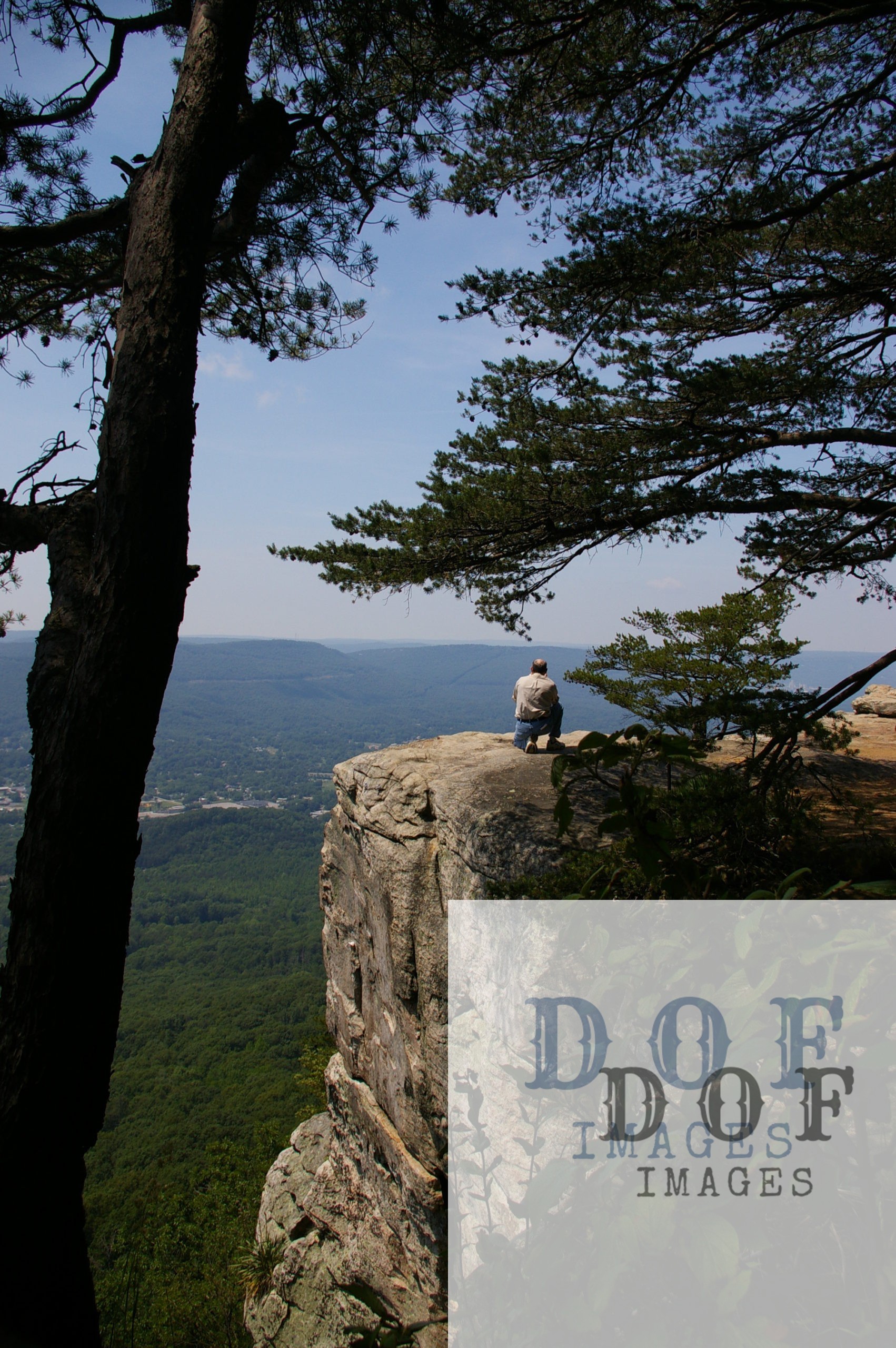 A lone man sits on a cliff, looking down at the forest below, two trees guard him on his perch.